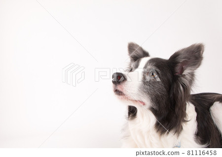 Border collie shot on a white background Border collie shot on a white background 81116458