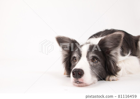 Border collie shot on a white background Border collie shot on a white background 81116459