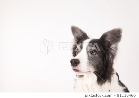 Border collie shot on a white background 81116460