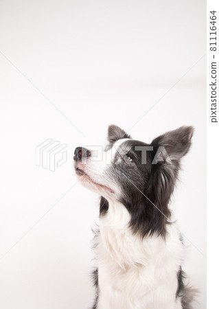 Border collie shot on a white background 81116464