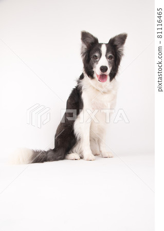 在白色背景上拍攝的邊境牧羊犬 照片素材 圖片 圖庫