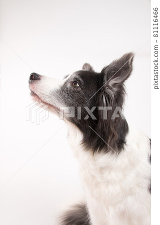 Border collie shot on a white background 81116466
