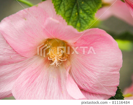 位於東京板橋的船多水部公園的蜀葵 位於東京板橋的船多水部公園的蜀葵 81116484
