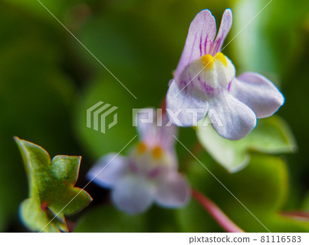 東京板橋住宅區盛開的凱尼爾沃思常春藤 81116583