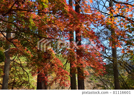 神戶森林植物園秋景 神戶森林植物園秋景 81116601