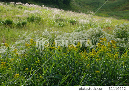 Teineyama Autumn Trail 81116632