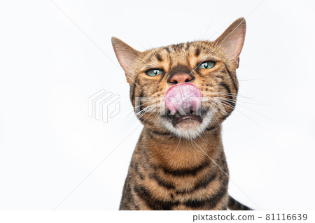 brown bengal cat making silly face funny portrait brown bengal cat making silly face funny portrait 81116639