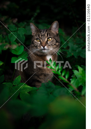 tabby cat outdoors amid green plants and lush foliage tabby cat outdoors amid green plants and lush foliage 81116640