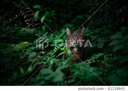 tabby cat outdoors amid green plants and lush foliage 81116641