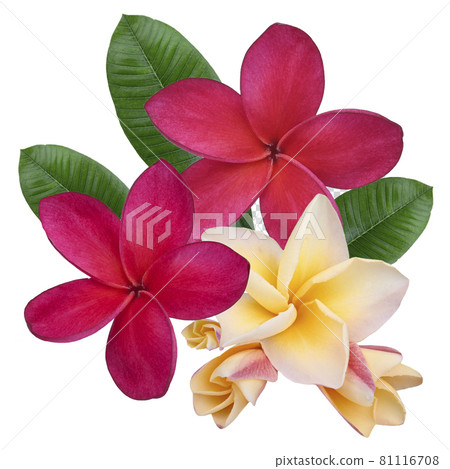 Plumeria, frangipani flowers red ,yellow ,pink isolated on white background. Plumeria, frangipani flowers red ,yellow ,pink isolated on white background. 81116708