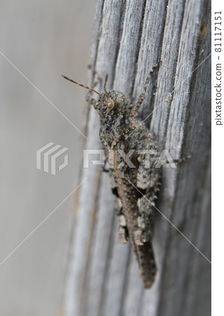 Locust Locust 81117151