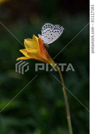Butterfly Butterfly 81117161