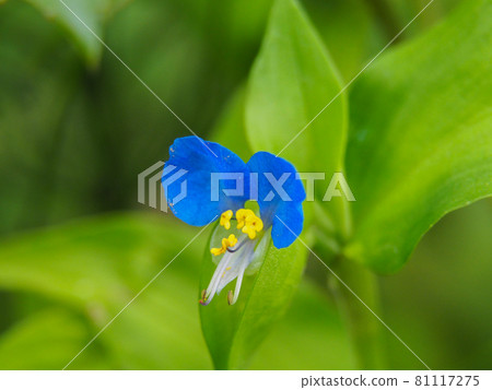 開花在荒川河床上的Commelina community 開花在荒川河床上的Commelina community 81117275