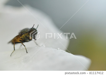 Insect 1 Insect 1 81117412