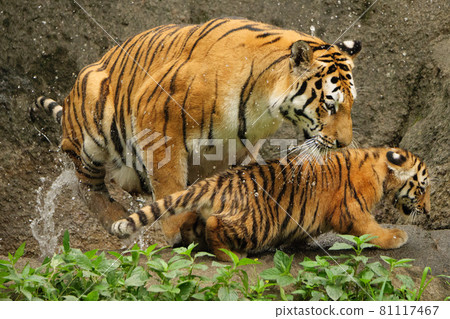 Parent and child of Amur tiger in the water Parent and child of Amur tiger in the water 81117467