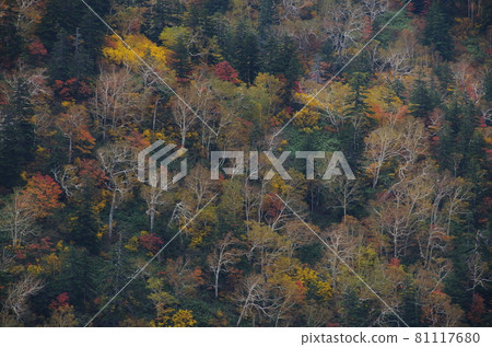 Betula on the mountain surface 81117680