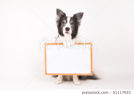 Border collie with a whiteboard around her neck Border collie with a whiteboard around her neck 81117683