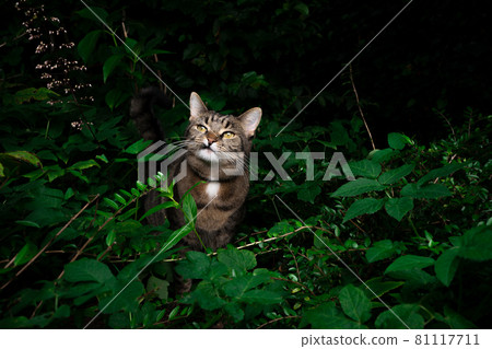 tabby cat outdoors amid green plants and lush foliage tabby cat outdoors amid green plants and lush foliage 81117711