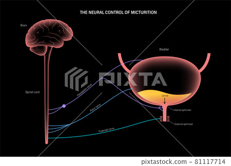 Micturition neural control 81117714