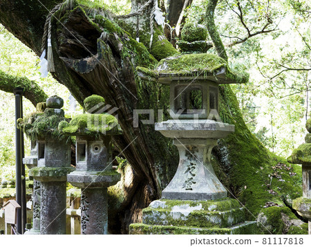 [Nara Prefecture] Shinto shrine shinboku and stone lanterns 81117818