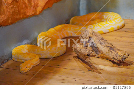 Snake ball python 81117896