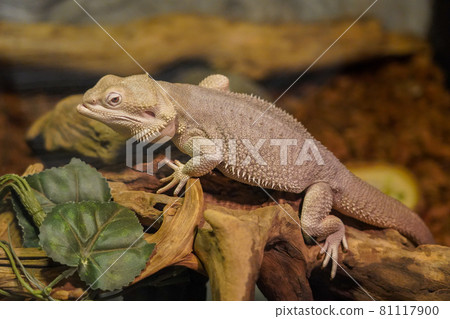 蜥蜴鬍子龍 81117900