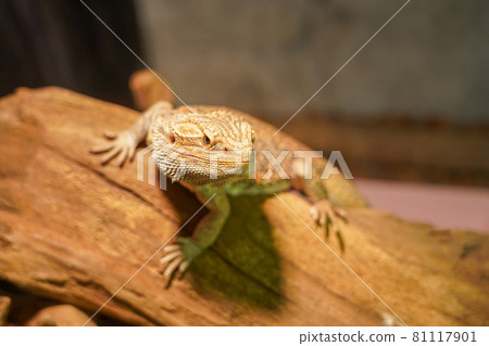 蜥蜴鬍子龍 81117901