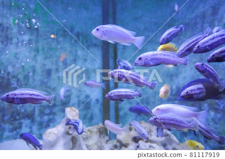 Tropical fish in the aquarium Yellow striped cichlid Skiaenochromis flyeri Tropical fish in the aquarium Yellow striped cichlid Skiaenochromis flyeri 81117919