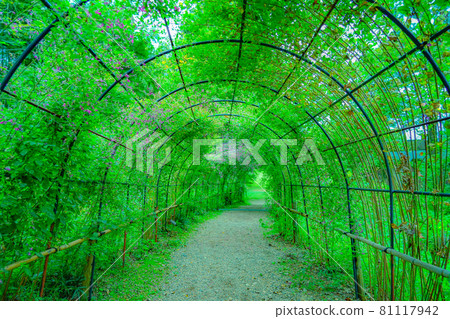 Green tunnel eco image Green tunnel eco image 81117942