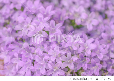Campanella 粉紅色花朵多重曝光圖像 Campanella 粉紅色花朵多重曝光圖像 81117960