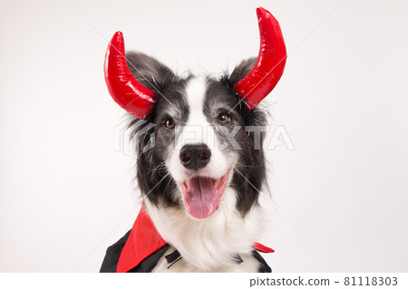 Border Collie dressed up as a devil on Halloween 81118303