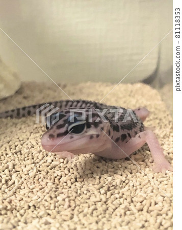 Super Max No Baby 81118353