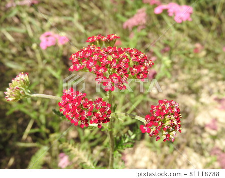 Perennial plant of the Asteraceae family "Yarrow" 81118788