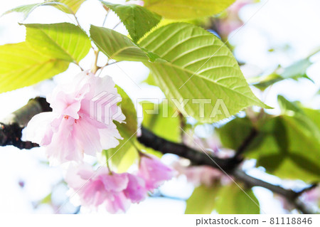 雙櫻花 雙櫻花 81118846