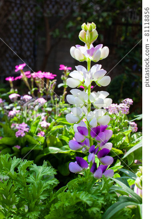 Lupine flowers are cute 81118856