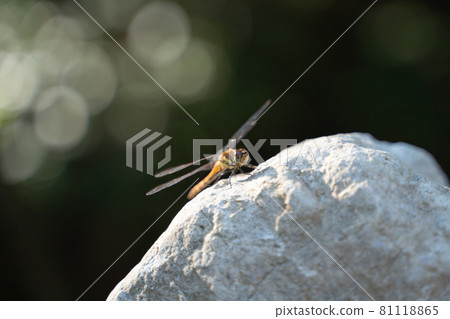 棲息在岩石地方的雌性 Orthetrum albisum 81118865