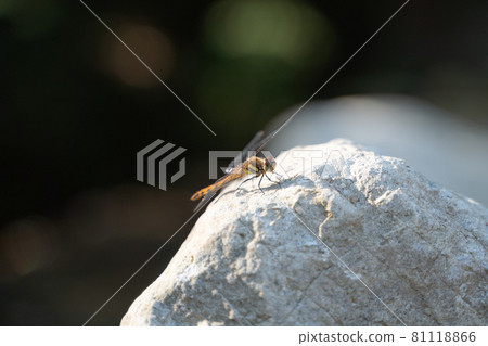 Female Orthetrum albisum perching on a rocky place Female Orthetrum albisum perching on a rocky place 81118866