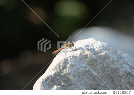 Female Orthetrum albisum perching on a rocky place Female Orthetrum albisum perching on a rocky place 81118867