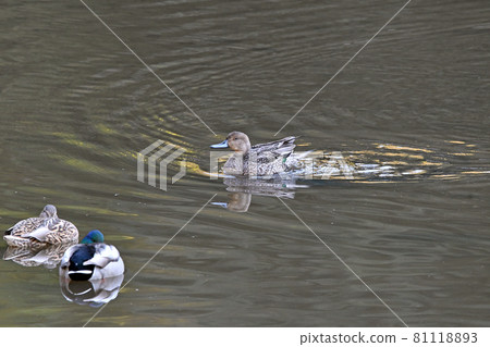 Pintail female. Pintail female. 81118893