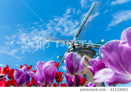 Windmills and tulip fields in the blue sky 81119003