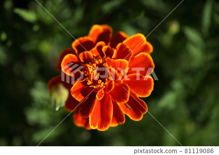 Marigold Marigold 81119086