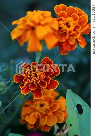 Marigold Marigold 81119087