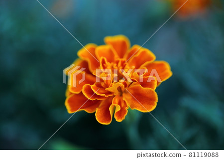 Marigold Marigold 81119088