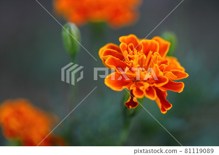 Marigold Marigold 81119089
