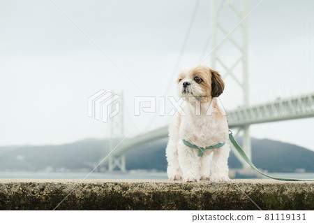 Shih tzu 81119131
