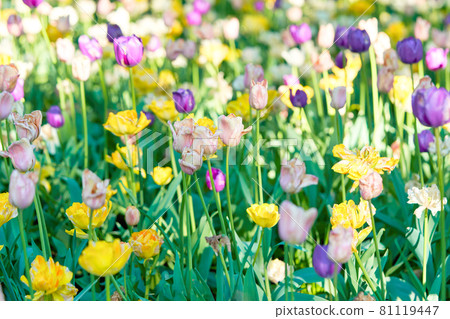 Bright flowers of tulips on a tulip field on a sunny morning Bright flowers of tulips on a tulip field on a sunny morning 81119447