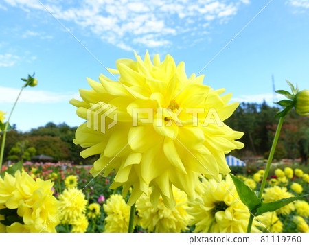 盛開的大麗花 盛開的大麗花 81119760