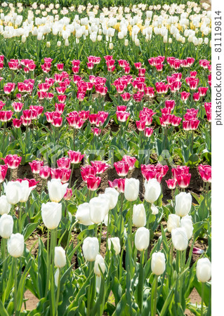 白色和粉紅色的鬱金香花壇 81119814