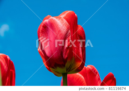 Drop the red tulips into the blue sky Drop the red tulips into the blue sky 81119874