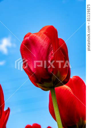 Zoom up on red tulips Zoom up on red tulips 81119875